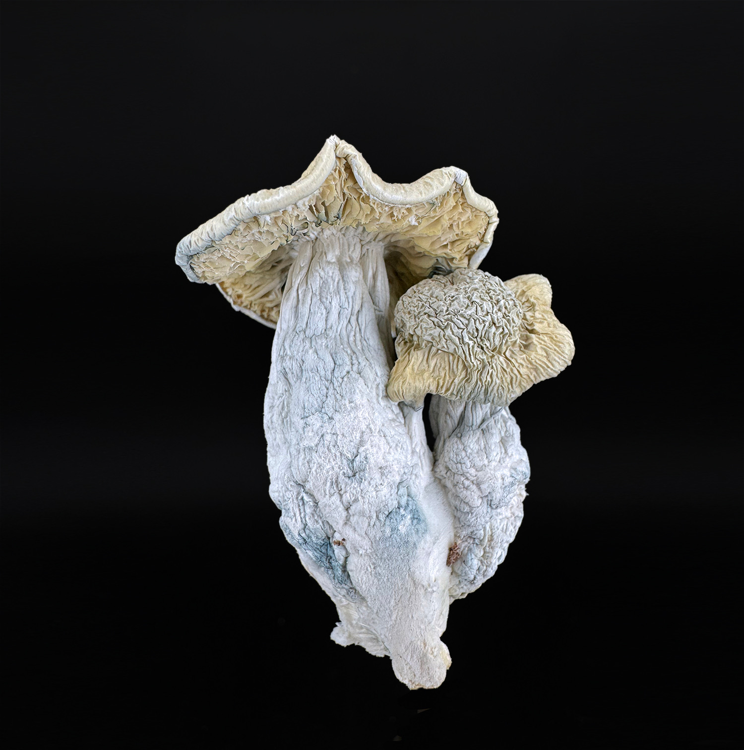 Abbess specimen